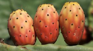 OPUNCJA FIGOWA - KAKTUS JADALNY - OPUNTIA FICUS-INDICA