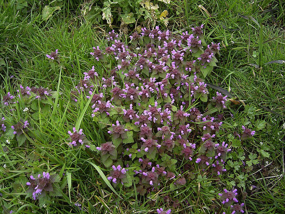 JASNOTA PURPUROWA - LAMIUM PURPUREUM - obrazek 2