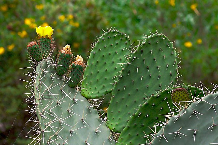 OPUNCJA FIGOWA - KAKTUS JADALNY - OPUNTIA FICUS-INDICA - obrazek 2