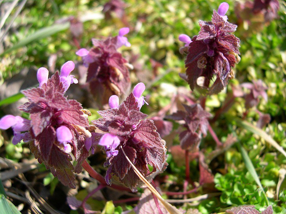 JASNOTA PURPUROWA - LAMIUM PURPUREUM - obrazek 3