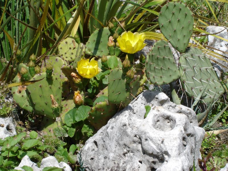 OPUNCJA FIGOWA - KAKTUS JADALNY - OPUNTIA FICUS-INDICA - obrazek 3