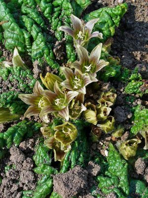 MANDRAGORA LECZNICZA - JABŁKO MIŁOŚCI-KORZEŃ CZARÓW - MANDRAGORA OFFICINARUS