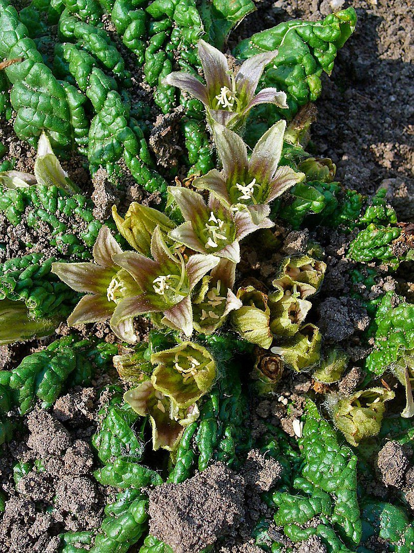 MANDRAGORA LECZNICZA - JABŁKO MIŁOŚCI-KORZEŃ CZARÓW - MANDRAGORA OFFICINARUS