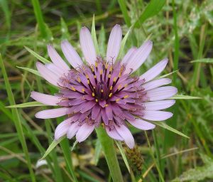 KOZIBRÓD-OSTRYGA WARZYWNA- TRAGOPOGON PORRIFOLIUS