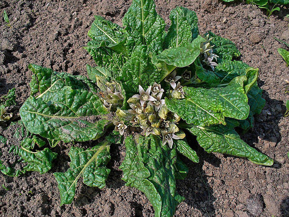 MANDRAGORA LECZNICZA - JABŁKO MIŁOŚCI-KORZEŃ CZARÓW - MANDRAGORA OFFICINARUS - obrazek 2