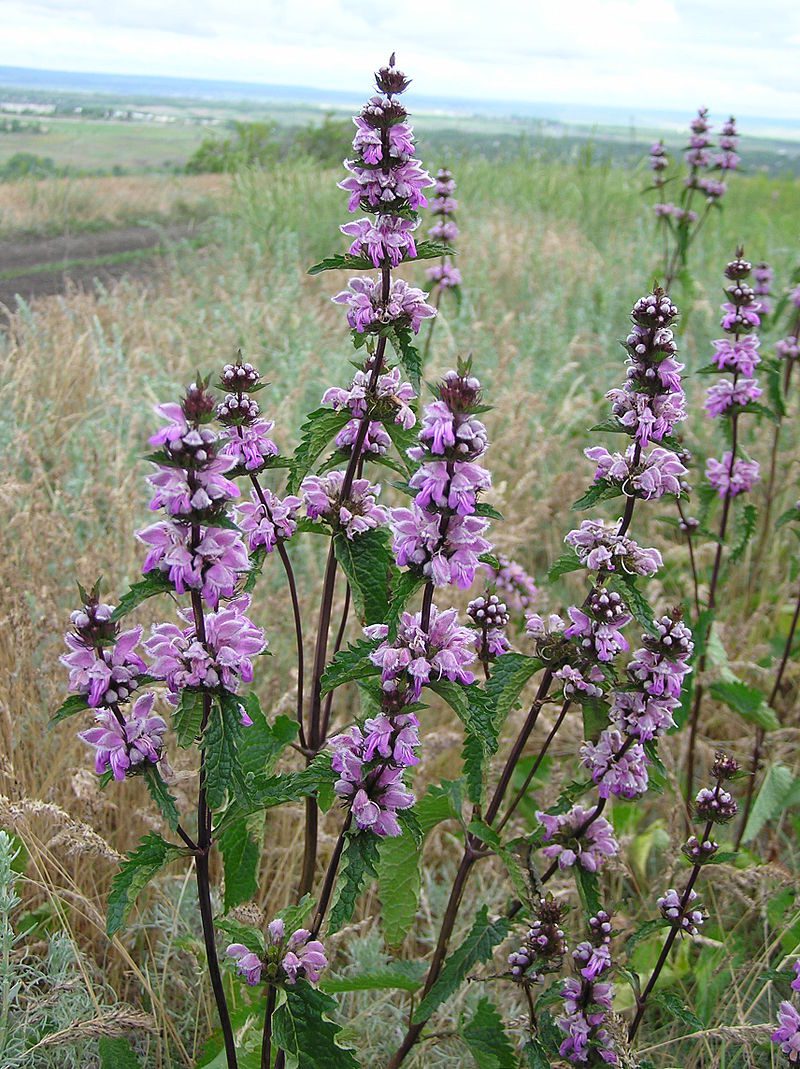 ŻELEŹNIAK FIOLETOWY - PHLOMIS TUBEROSA - obrazek 4