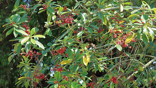 YERBA MATE - HERBATA PARAGWAJSKA - ILEX PARAGUARIENSIS - OSTROKRZEW PARAGWAJSKI