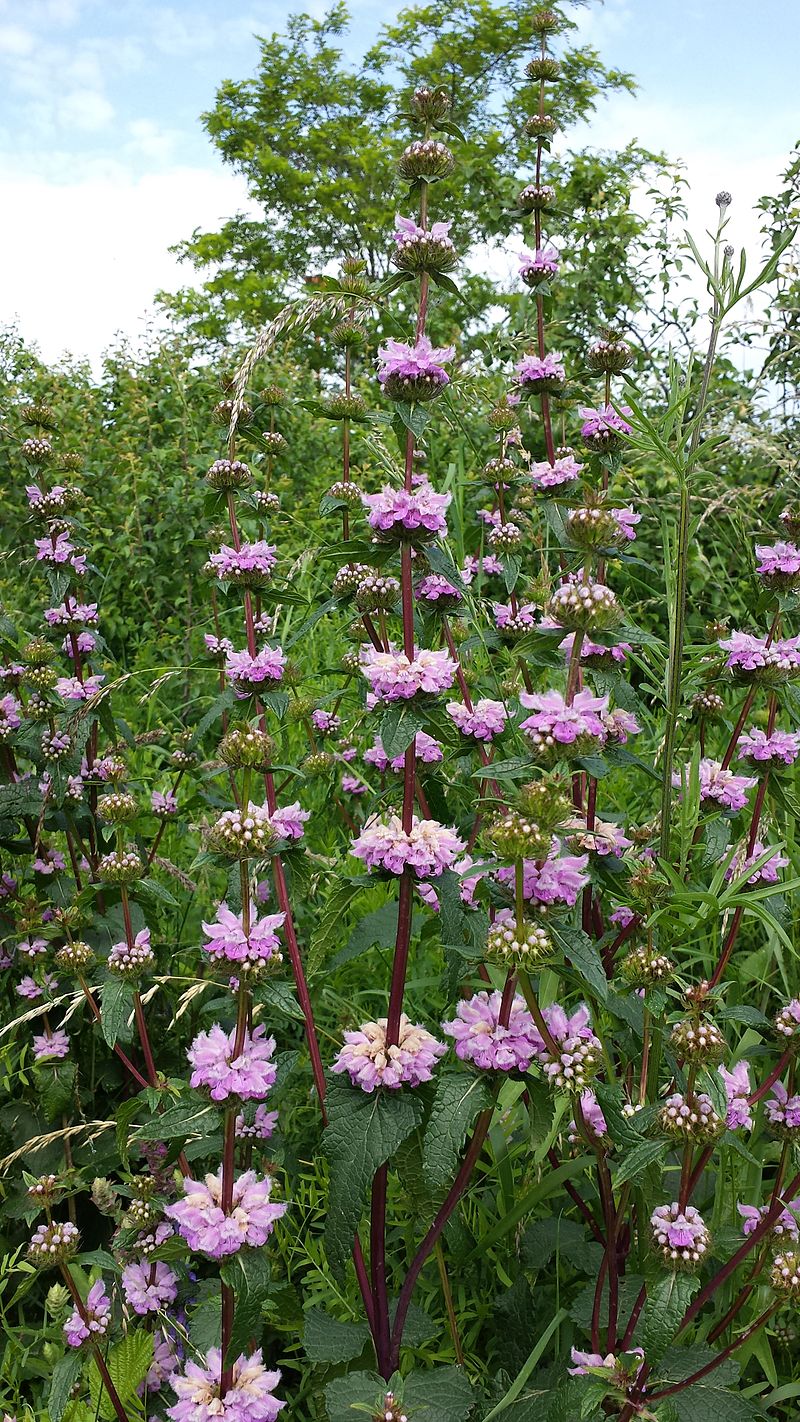 ŻELEŹNIAK FIOLETOWY - PHLOMIS TUBEROSA - obrazek 2