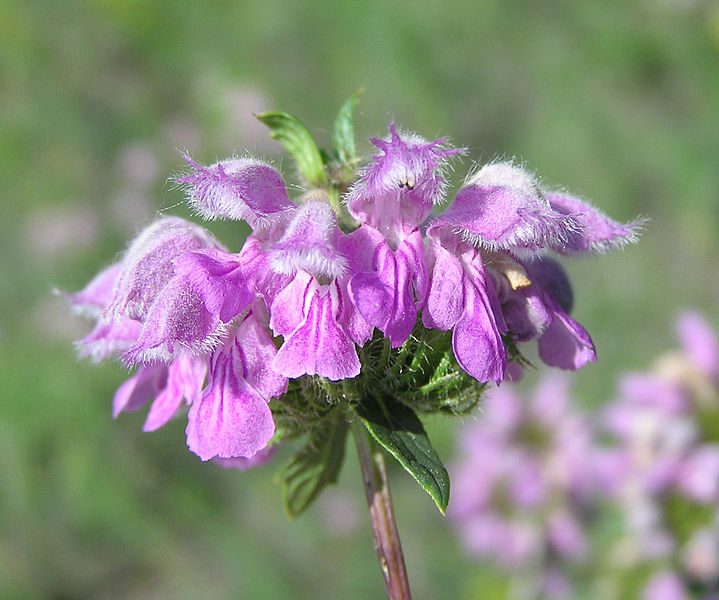 ŻELEŹNIAK FIOLETOWY - PHLOMIS TUBEROSA