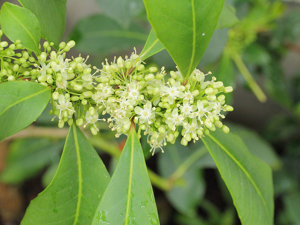 YERBA MATE - HERBATA PARAGWAJSKA - ILEX PARAGUARIENSIS - OSTROKRZEW PARAGWAJSKI - obrazek 2