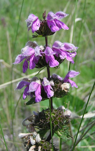 ŻELEŹNIAK FIOLETOWY - PHLOMIS TUBEROSA - obrazek 3