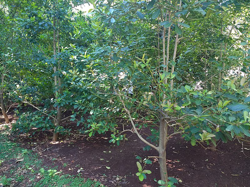 YERBA MATE - HERBATA PARAGWAJSKA - ILEX PARAGUARIENSIS - OSTROKRZEW PARAGWAJSKI - obrazek 3