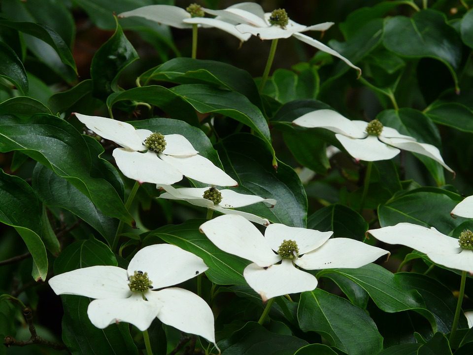 DEREŃ KOUSA - CORNUS KOUSA - obrazek 2
