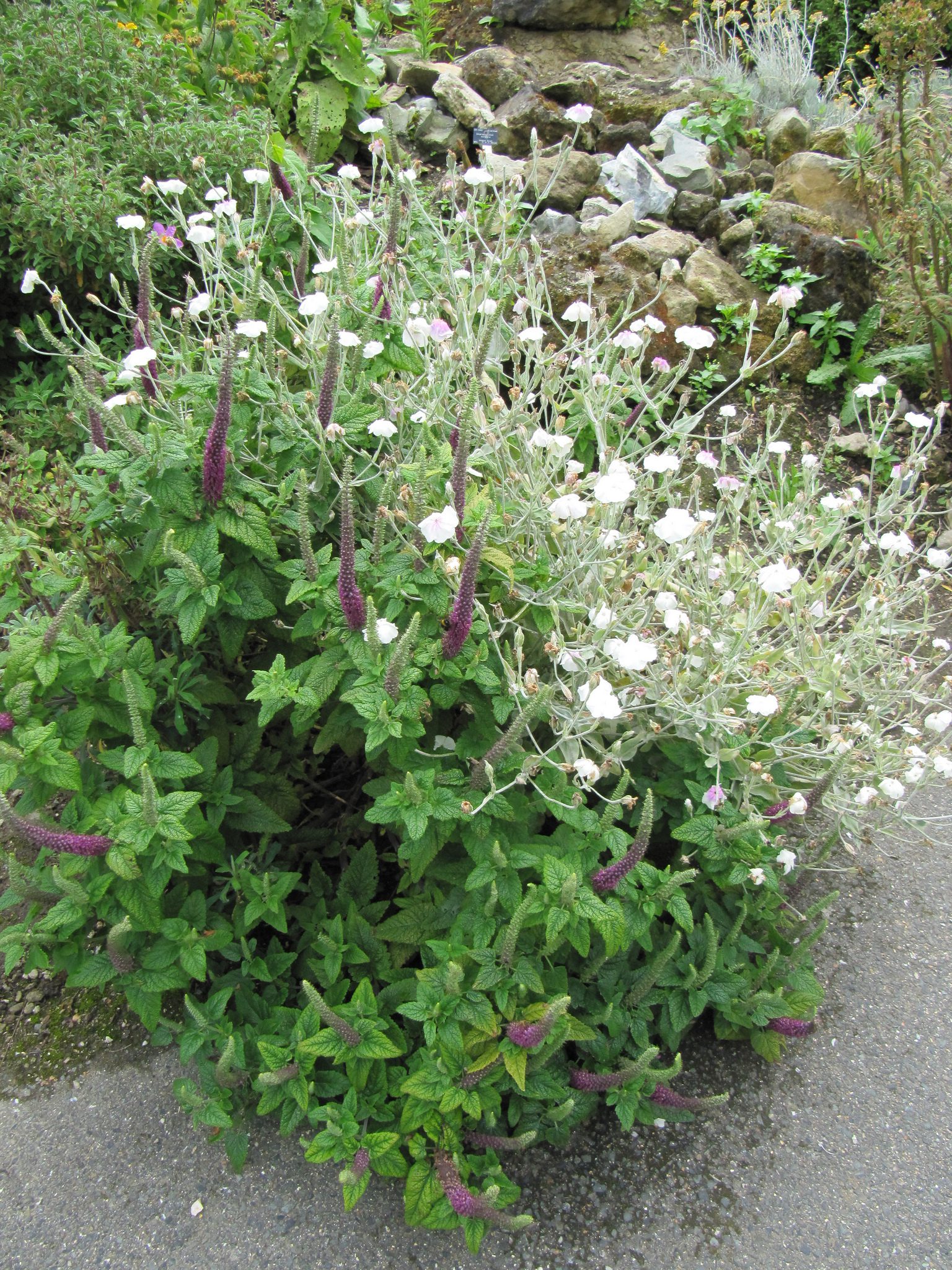 FIRLETKA KWIECISTA BIAŁA I KARMINOWA MIX - LYCHNIS CORONARIA - obrazek 3