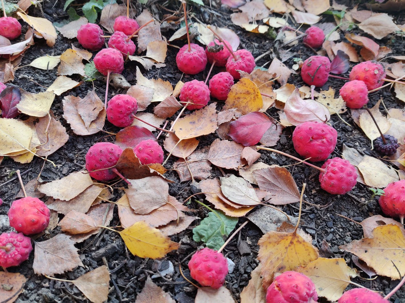 DEREŃ KOUSA - CORNUS KOUSA - obrazek 4