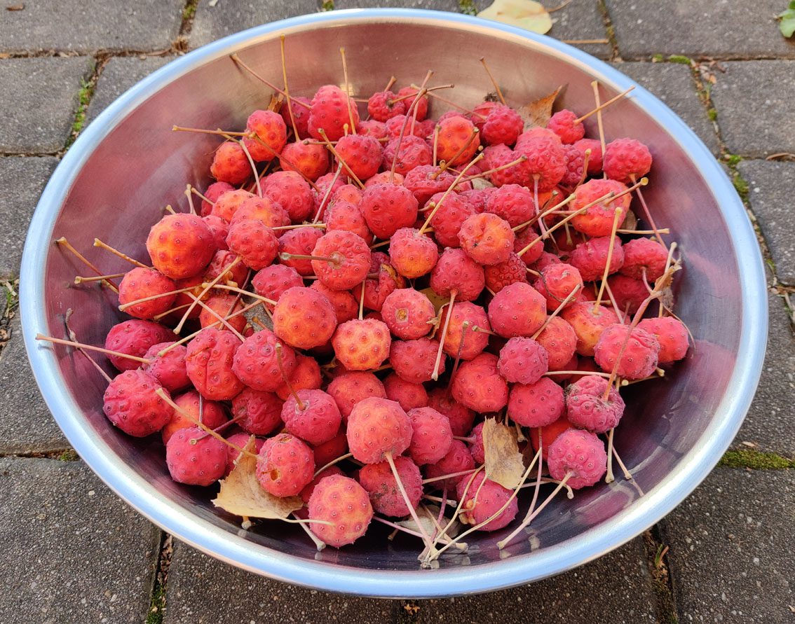 DEREŃ KOUSA - CORNUS KOUSA - obrazek 5