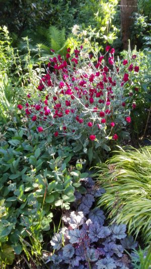 FIRLETKA KWIECISTA BIAŁA I KARMINOWA MIX - LYCHNIS CORONARIA