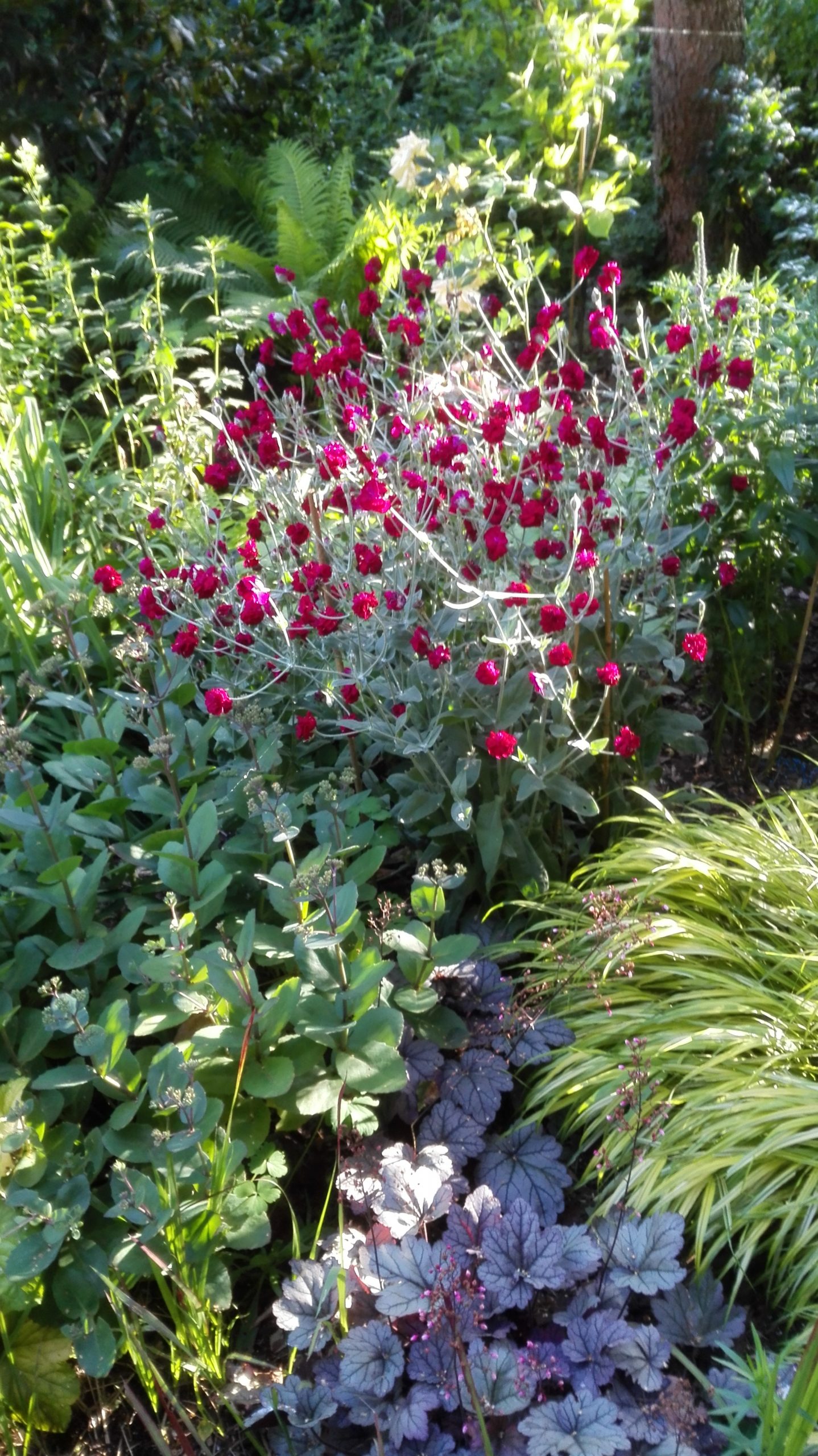 FIRLETKA KWIECISTA BIAŁA I KARMINOWA MIX - LYCHNIS CORONARIA