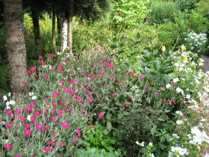 FIRLETKA KWIECISTA KARMINOWA - LYCHNIS CORONARIA