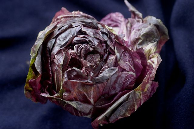 CYKORIA CZERWONA - RADICCHIO PALLA ROSSA - obrazek 5