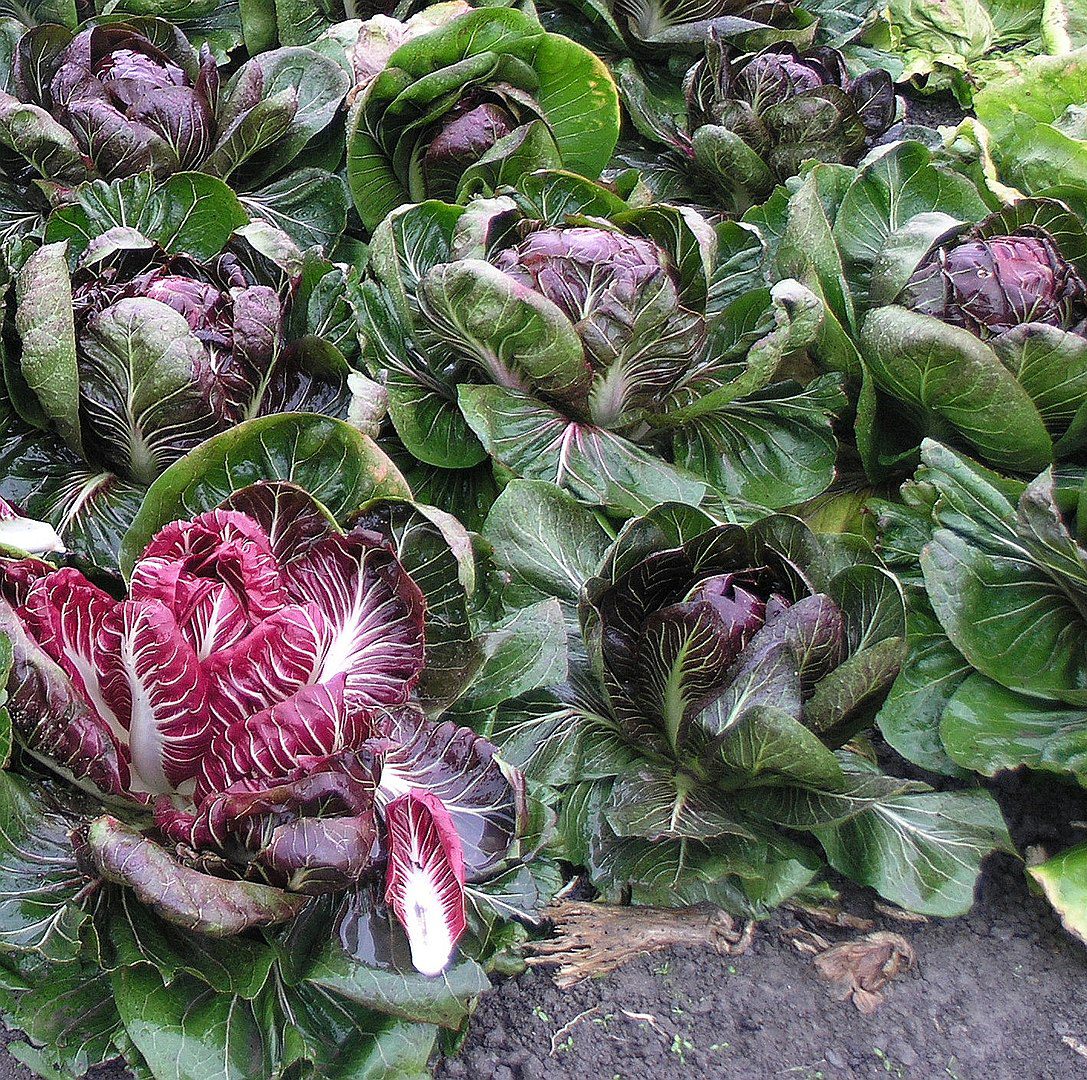 CYKORIA CZERWONA - RADICCHIO PALLA ROSSA - obrazek 2