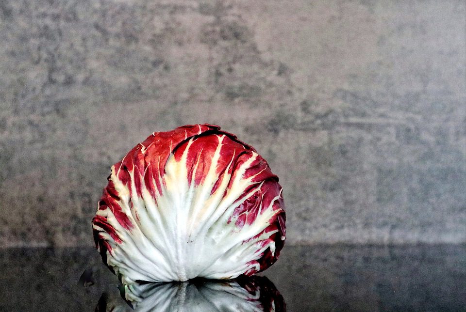 CYKORIA CZERWONA - RADICCHIO PALLA ROSSA - obrazek 4