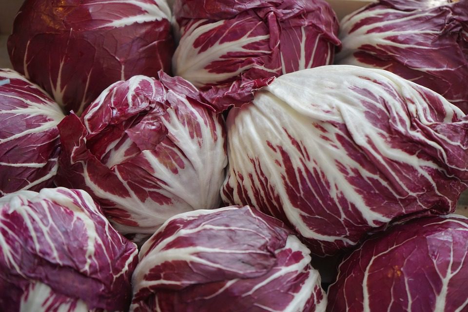 CYKORIA CZERWONA - RADICCHIO PALLA ROSSA