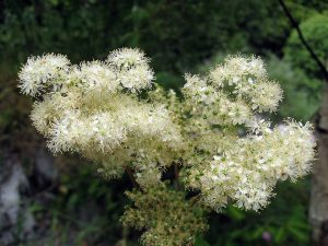 WIĄZÓWKA BŁOTNA - FILIPENDULA ULMARIA - DLA ZDROWIA I URODY - MIODODAJNA