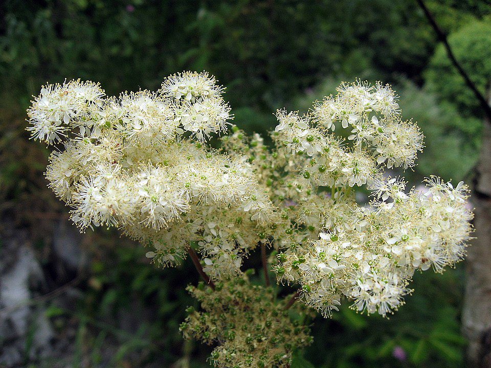WIĄZÓWKA BŁOTNA - FILIPENDULA ULMARIA - DLA ZDROWIA I URODY - MIODODAJNA