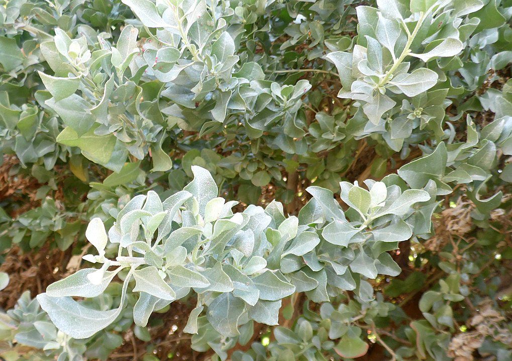 KRZEW SOLNY - ATRIPLEX HALIMUS
