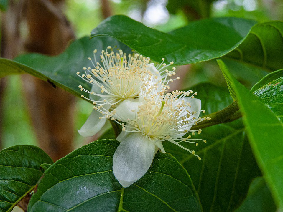 GUJAWA POSPOLITA - GRUSZKA GWINEJSKA- PSIDIUM GUAJAVA - obrazek 5