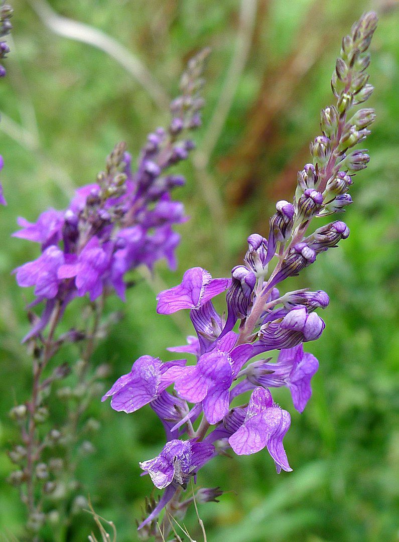 MIODODAJNA, OZDOBNA LNICA PURPUROWA - LINARIA PURPUREA - obrazek 2