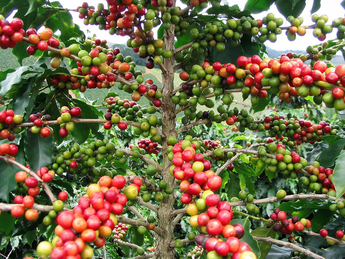 KAWOWIEC - COFFEA ARABICA - obrazek 2