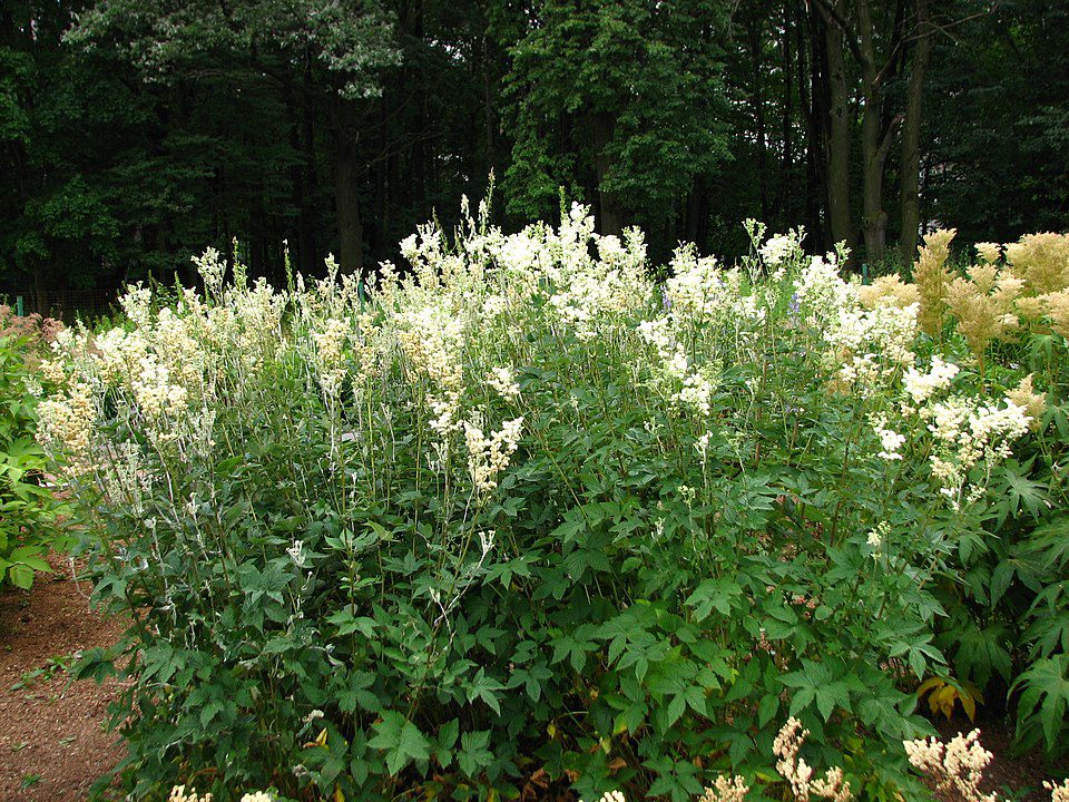 WIĄZÓWKA BŁOTNA - FILIPENDULA ULMARIA - DLA ZDROWIA I URODY - MIODODAJNA - obrazek 2