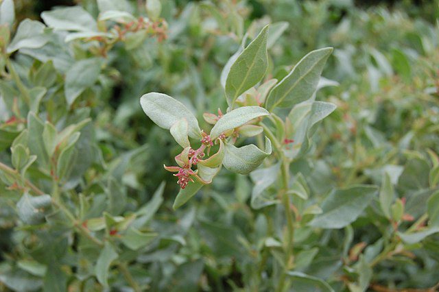 KRZEW SOLNY - ATRIPLEX HALIMUS - obrazek 2