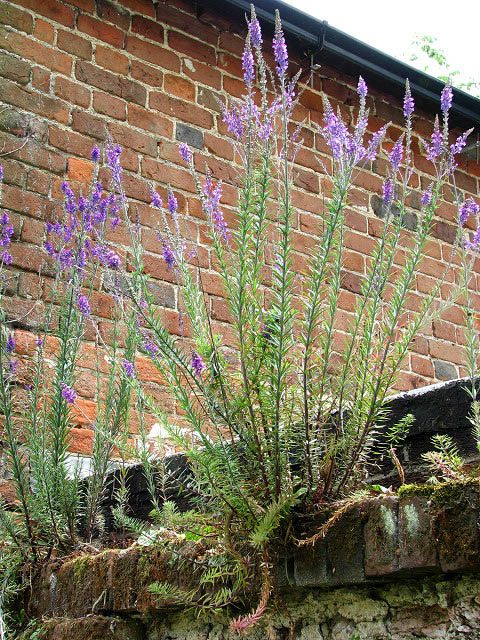 MIODODAJNA, OZDOBNA LNICA PURPUROWA - LINARIA PURPUREA - obrazek 3