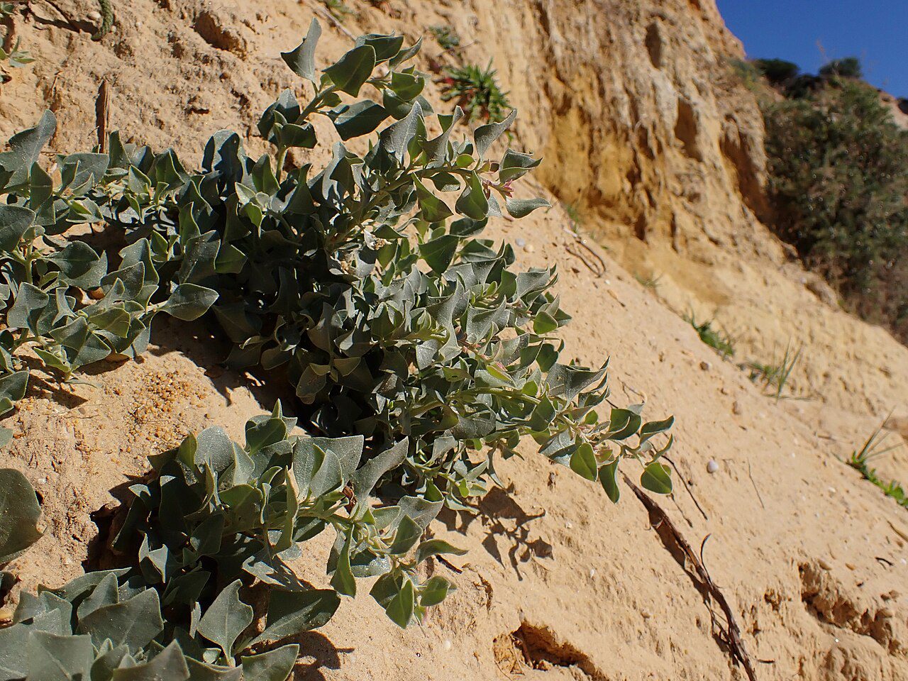 KRZEW SOLNY - ATRIPLEX HALIMUS - obrazek 3