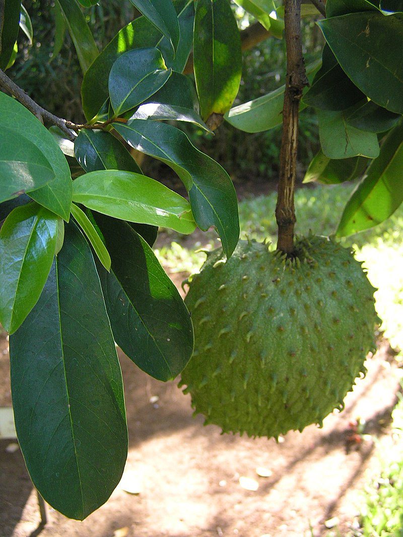 GRAVIOLA - WALKA Z RAKIEM - ANNONA MURICATA - obrazek 3