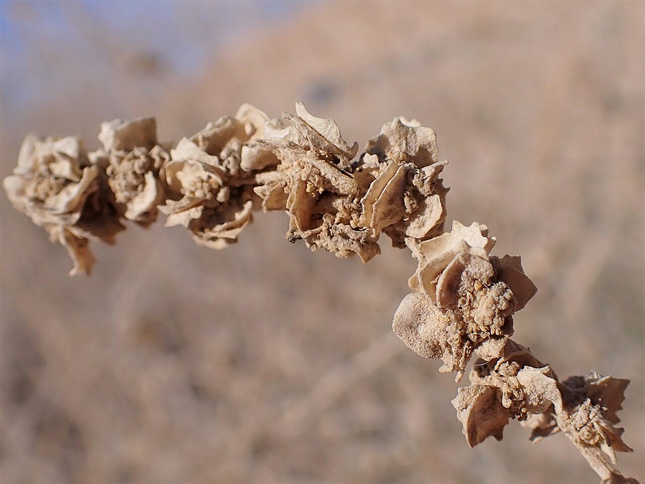 KRZEW SOLNY - ATRIPLEX HALIMUS - obrazek 4