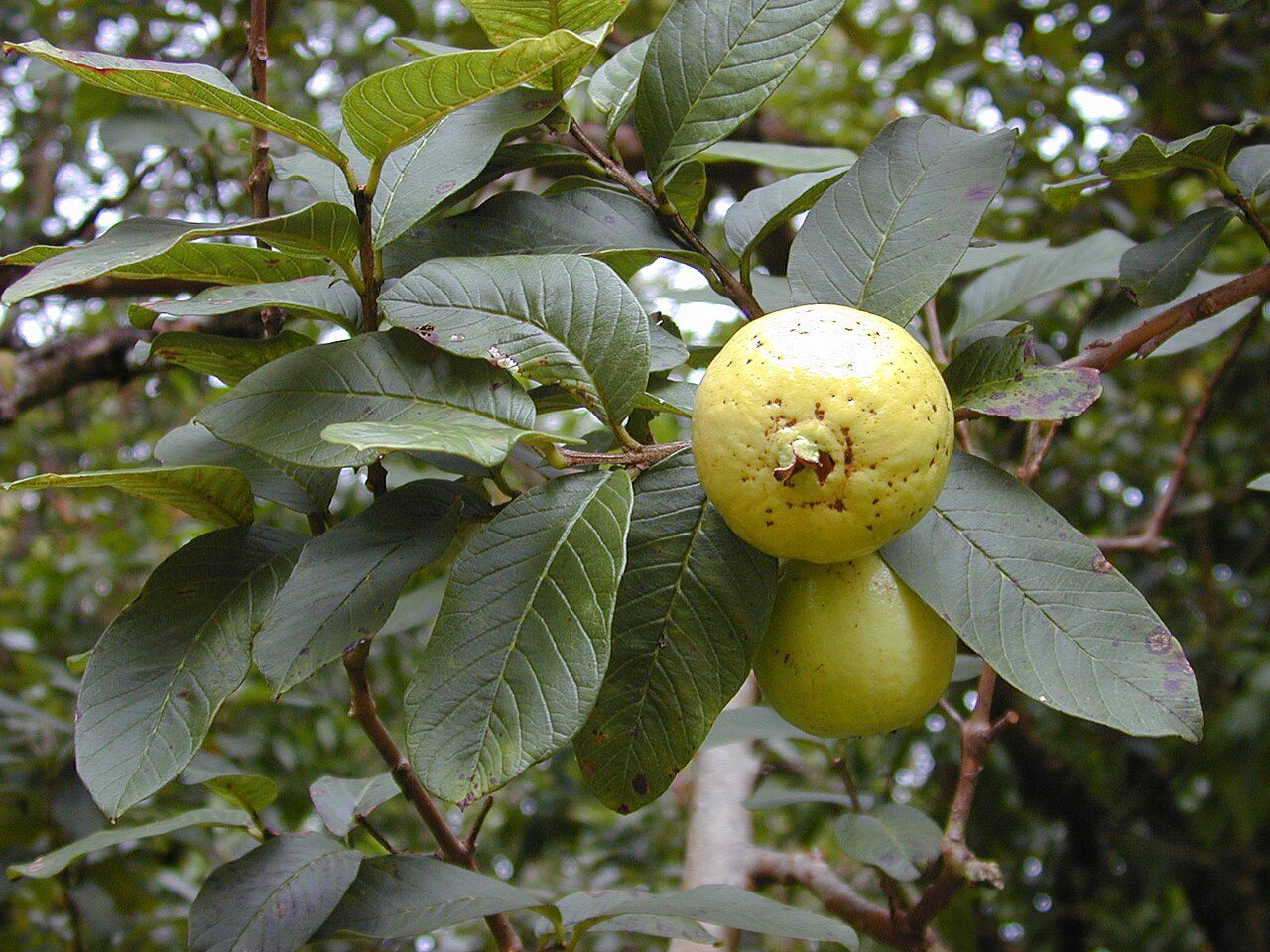 GUJAWA POSPOLITA - GRUSZKA GWINEJSKA- PSIDIUM GUAJAVA - obrazek 4