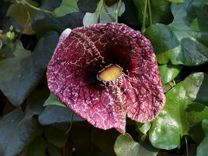KOKORNAK MANDŻURSKI-PUŁAPKA NA OWADY, OZDOBNY - ARISTOLOCHIA MANSHURIENSIS