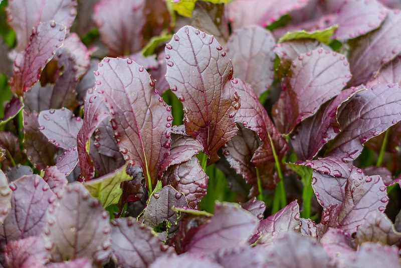 KAPUSTA MIZUNA RED- DODATEK DO DIETY - BRASSICA RAPA