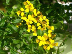 AKSAMITKA LŚNIĄCA MEKSYKAŃSKA - TAGETES LUCIDA