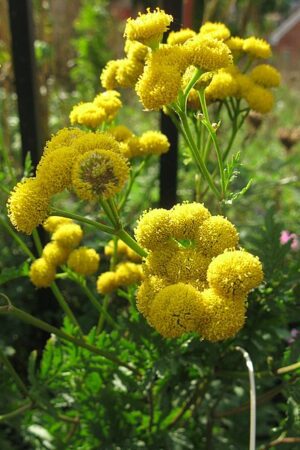 WROTYCZ POSPOLITA- NA KOMARY, KLESZCZE, MUCHY - LECZNICZY – TANACETUM VULGARE 100 nasion !