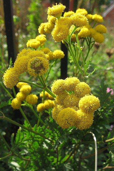 WROTYCZ POSPOLITA- NA KOMARY, KLESZCZE, MUCHY - LECZNICZY – TANACETUM VULGARE 100 nasion !