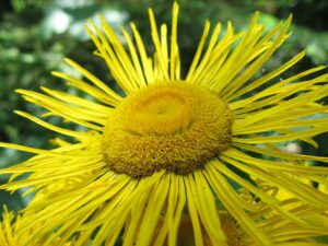MIODODAJNY OMAN WIELKI – OBNIŻA CHOLESTEROL - INULA HELENIUM