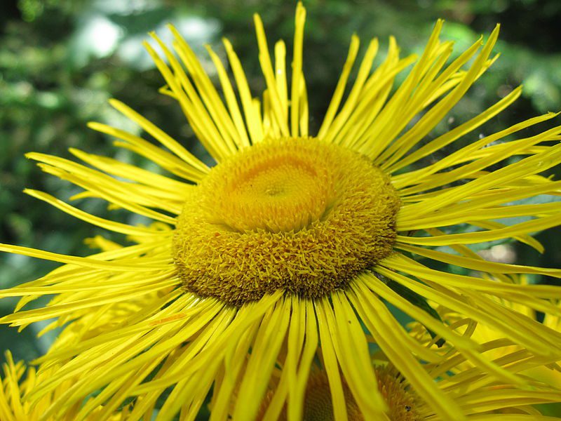 MIODODAJNY OMAN WIELKI – OBNIŻA CHOLESTEROL - INULA HELENIUM