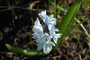 PUSZKINIA CEBULICOWATA – PUSCHKINIA SCILLOIDES - ZWIASTUN WIOSNY