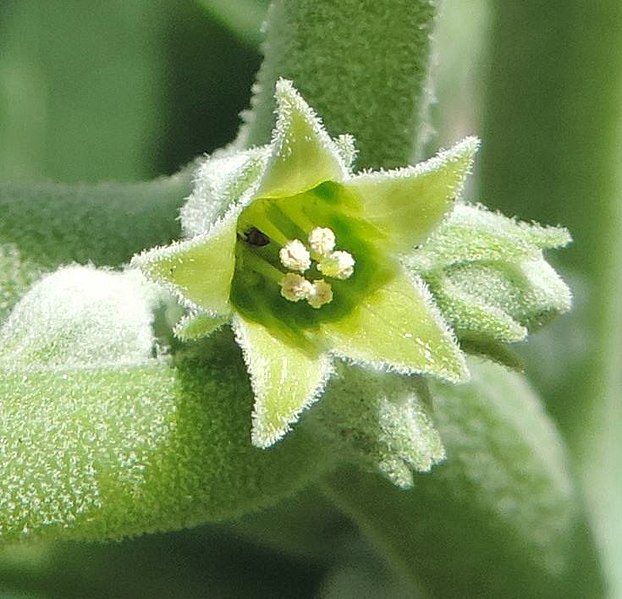 WITHANIA SOMNIFERA- NA STRES, BEZSENNOŚĆ - INDYJSKI ŻEŃ-SZEŃ