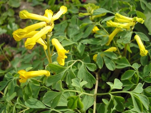 KOKORYCZ SZLACHETNA – CORYDALIS NOBILIS - obrazek 2